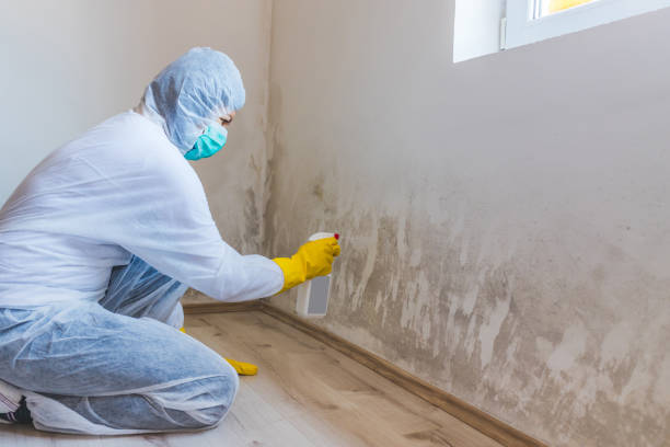 Professional mold removal team in Zarephath