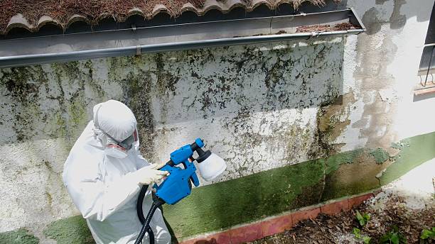 Mold Removal service in Zarephath